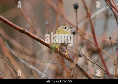 The goldcrest is a very small passerine bird in the kinglet family. Its colourful golden crest feathers, as well as called the 'king of the bird' Stock Photo