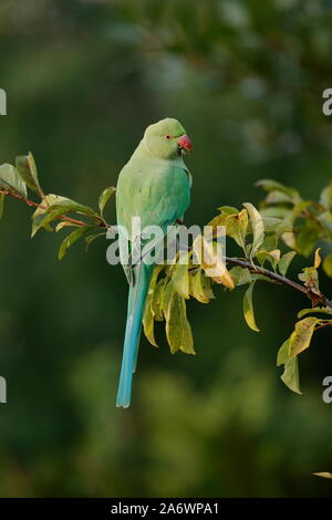 The rose-ringed parakeet, also known as the ring-necked parakeet, is a medium-sized parrot in the genus Psittacula, of the family Psittacidae.