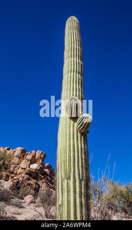 A Saguaro cactus detail against a deep blue sky in Saguaro National Park, Arizona, USA. Stock Photo