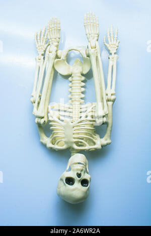 Model of artificial  Human Skeleton on gray background Stock Photo