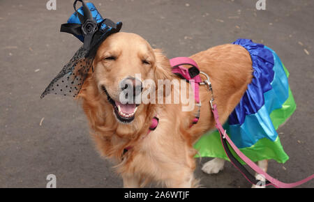A Golden Retriever dog dressed up in a skirt and lady's hat looks like she is smiling for the camera. Stock Photo