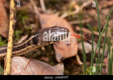 An Eastern Garter Snake (Thamnophis sirtalis sirtalis) flicks its tongue while moving among autumn leaves. Stock Photo