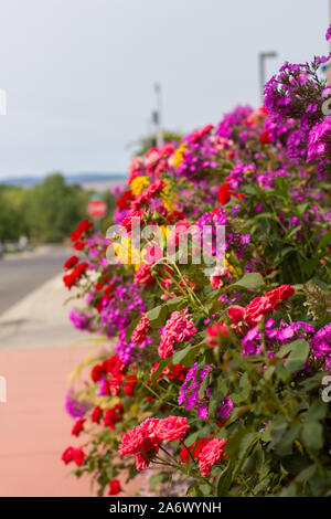 Ellensburg, Washington / USA - August 12, 2018:  A vibrant bunch of flowers spill over on a sidewalk in downtown Ellensburg, Washington. Stock Photo