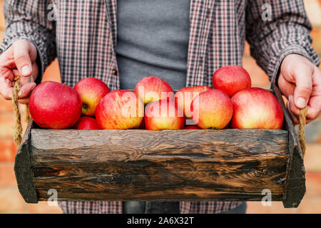 Fresh ripe organic red apples in a wooden box in male hands. Autumn harvest of red apples for food or apple juice on a brick wall background outside Stock Photo