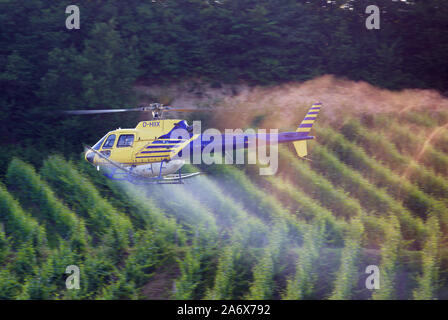 Helicopter spraying chemical on wine platage Stock Photo