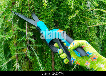Seasonal pruning trees with pruning shears. Female gardener hand in protective gloves pruning tree leaves with pruning shears. Taking care of garden w Stock Photo