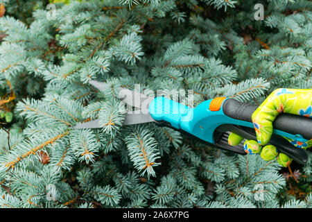 Seasonal pruning trees with pruning shears. Female gardener hand in protective gloves pruning tree leaves with pruning shears. Taking care of garden w Stock Photo