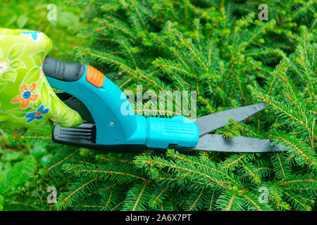 Seasonal pruning trees with pruning shears. Female gardener hand in protective gloves pruning tree leaves with pruning shears. Taking care of garden w Stock Photo