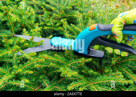 Seasonal pruning trees with pruning shears. Female gardener hand in protective gloves pruning tree leaves with pruning shears. Taking care of garden w Stock Photo