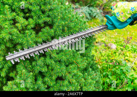 Seasonal pruning trees with pruning shears. Female gardener hand in protective gloves pruning tree leaves with pruning shears. Taking care of garden w Stock Photo