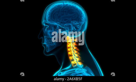 Vertebral Column Cervical Vertebrae of Human Skeleton System Anatomy Stock Photo