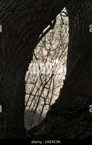 View in winter through hole in the tree. Dark forest. Stock Photo