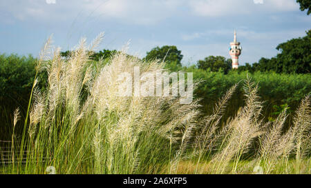 Bengali: Kashful. Common name: Wild sugarcane. Botanical name: Saccharum spontaneum. Kans grass is a perennial grass native to the Indian Subcontinent Stock Photo