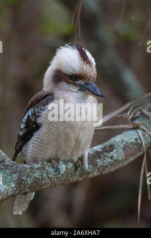Laughing Kookaburra, Dacelo novaeguineae, Narrawallee, New South Wales, Australia. Stock Photo