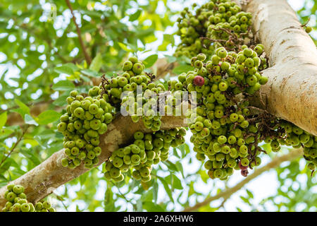 Cluster Fig or wild fig fruits on its branch full of nutritional value Stock Photo