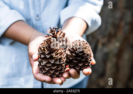 pick up pine cone in a thick mountain. Stock Photo