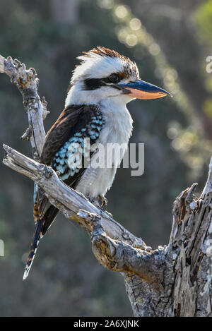 Laughing Kookaburra, Dacelo novaeguineae, Narrawallee, New South Wales, Australia. Stock Photo
