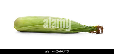 A whole unopened corn on the cob, corncob isolated on a white background. Stock Photo