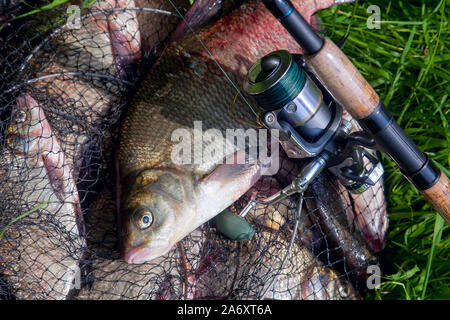 Good catch. Close up view of just taken from the water big freshwater common breams known as bronze bream or carp bream (Abramis brama) and fishing ro Stock Photo