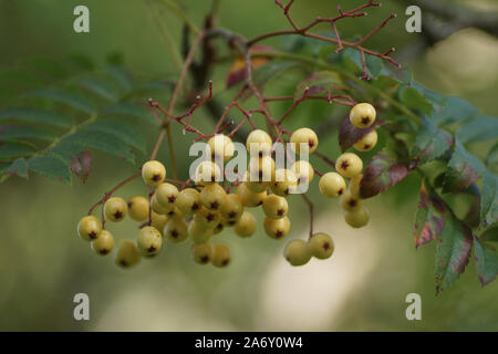 The yellow berries of Sorbus 'Joseph Rock' at Clyne gardens, Swansea, Wales, UK. Stock Photo