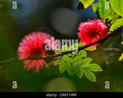 Powder Puff Tree flower, Calliandra Haematocephala Stock Photo
