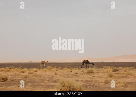Sahara desert landscape with two camels dromedarys pasturing. Stock Photo