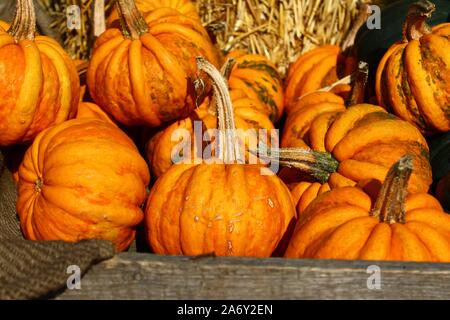 The picture shows many different pumpkins Stock Photo