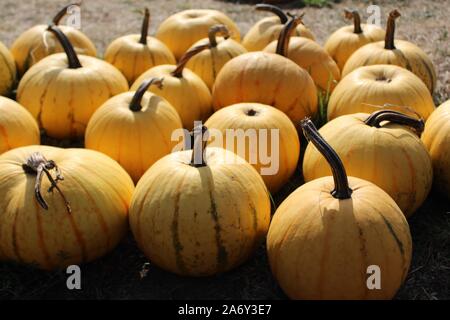 The picture shows many Millionaire pumpkins Stock Photo