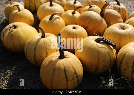 The picture shows many Millionaire pumpkins Stock Photo