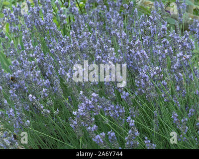A close up of a large patch of Lavender Hidcote showing the violet flower spikes Stock Photo