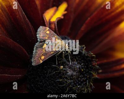 A close up of a Pyrausta purpuralis feeding on a Gallardia flower Stock Photo