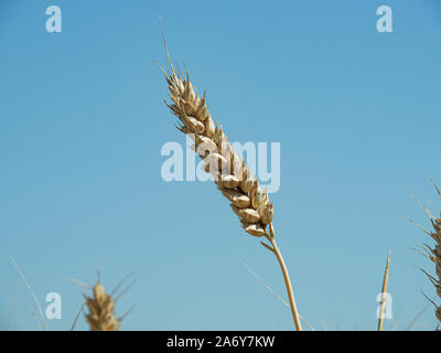 A close up of a single ripe wheat ear against a blue sky Stock Photo