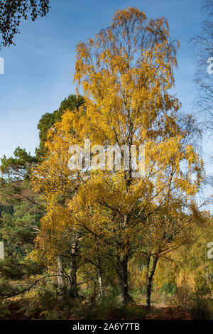 Silver Birch tree (Betula pendula), autumn colours Stock Photo