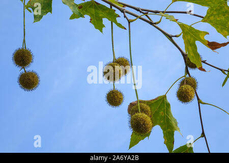Plane tree leaves and seeds in front of blue sky Stock Photo