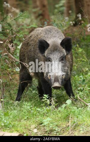 Wild boar (Sus scrofa), boar in forest, Allgau, Bavaria, Germany Stock Photo