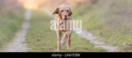 Magyar Vizsla 13 years old. old dog runs in the fall over a meadow in backlight in the evening Stock Photo