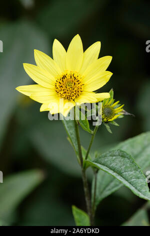 Lemon-yellow, daisy-like flower of sunflower 'Lemon Queen', Helianthus 'Lemon Queen' Stock Photo
