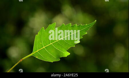 Neem leaf. Neem tree is a medicinal tree.Neem seeds can be used to make oil.Neem leaf is used for leprosy, eye disorders, bloody nose and skin ulcers. Stock Photo