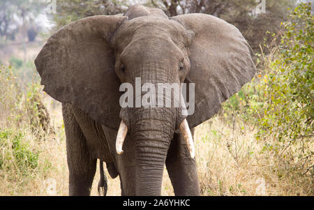 Elephant Profile. Taken in the Tarangire National Park in Tanzania on safari. Stock Photo