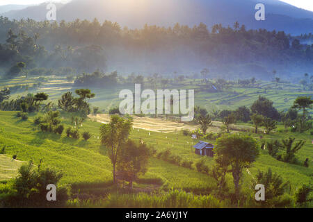 Indonesia, Bali, Tirta Gangga, Rice Terraces Stock Photo