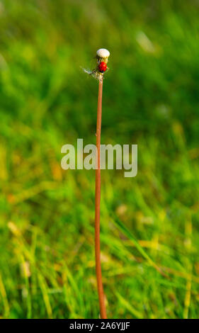Red ladybug on a dandelion flower. One dandelion flower and red ladybug standing on it alone on green grass Stock Photo