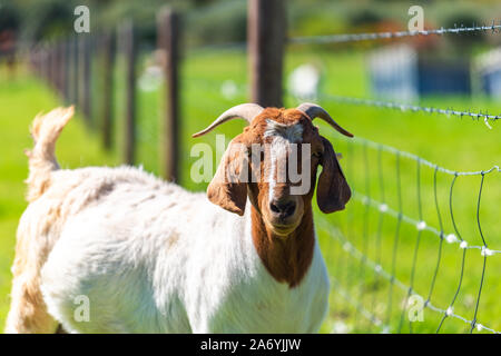 Goat grazing on a daily farm in rural South Australia during winter season Stock Photo