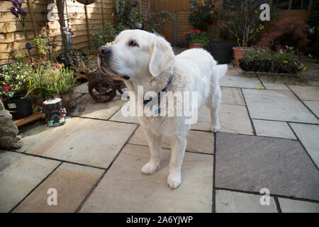 Golden Retriever dog, 11 years old male, white Stock Photo