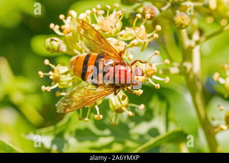 Female Hornet-mimic Hoverfly,  ( Volucella zonaria,) feeding on ivy blossom. Stock Photo