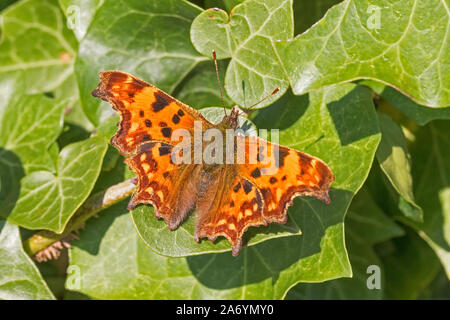Comma butterfly, (Polygonia c-album,)  basking on ivy. Stock Photo