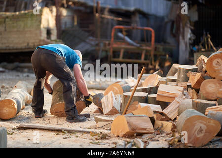 Strong lumberjack carrying a big beech log to split Stock Photo