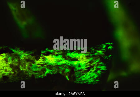Unique background texture of bioluminescent wood glowing in the dark Stock Photo