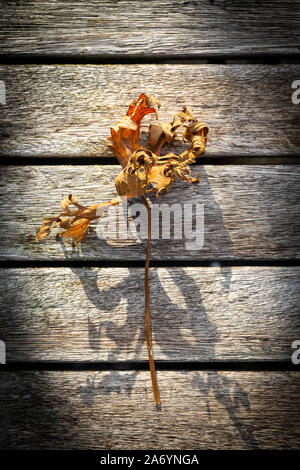 Dead geranium leaves lit by soft autumnal sunlight on a rustic wooden table Stock Photo
