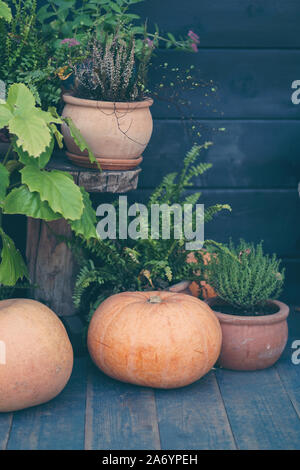 Pumpkins autumnal composition wooden background Stock Photo