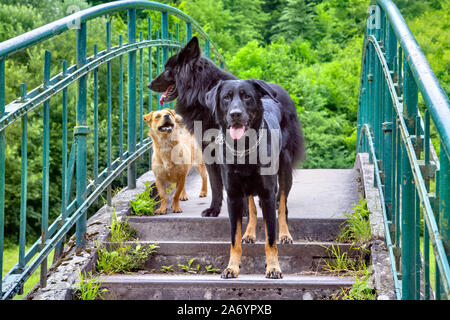 Two black German shepherd dogs playing on river bank Stock Photo